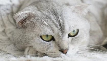 MK体育官方入口-马竞十年首胜巴萨预订冠军？巴萨该争欧冠名额了