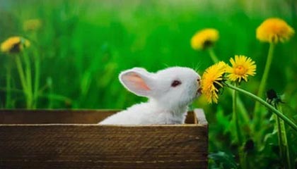 MK体育app下载-李昂染黄致争冠赛第二回合停赛 奥帅头疼后防人选